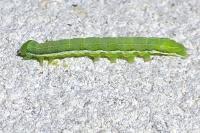Orthosia gothica