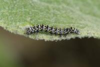 Cucullia verbasci