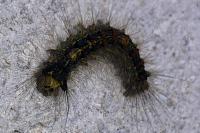 Lymantria dispar