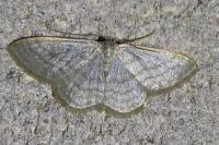 Idaea