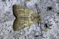 Charanyca trigrammica