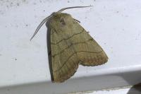 Charanyca trigrammica