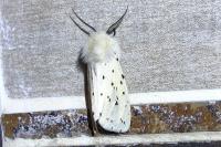 Spilosoma lubricipeda