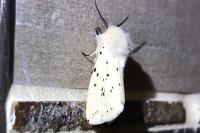 Spilosoma lubricipeda