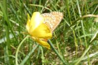 Euphydryas aurinia