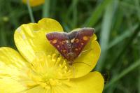 Pyrausta aurata