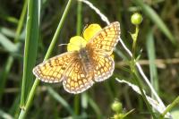 Melitaea parthenoides