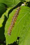 Malacosoma neustria