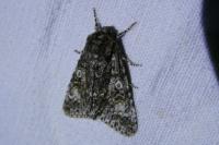Acronicta megacephala