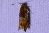 Ancylis mitterbacheriana