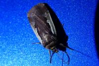 Ochropleura leucogaster
