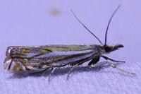 Crambus lathoniellus