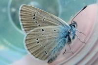 Cyaniris semiargus