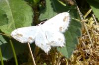 Scopula ornata