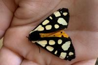 Arctia villica