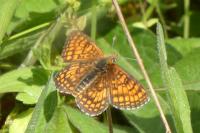 Melitaea parthenoides