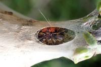 Eriogaster lanestris