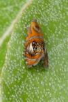 Olethreutes arcuella