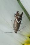 Glyphipterix simpliciella