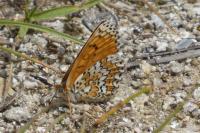 Melitaea cinxia