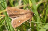 Mythimna albipuncta