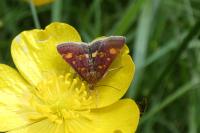 Pyrausta aurata