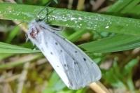 Spilosoma lubricipeda