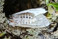 Spilosoma lubricipeda