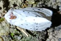 Spilosoma lubricipeda
