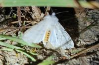 Spilosoma lubricipeda