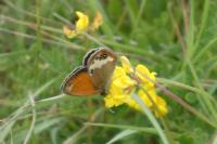 Coenonympha arcania