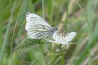 Pieris napi