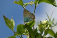 Callophrys rubi