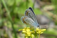 Plebejus argyrognomon