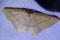 Cyclophora ruficiliaria