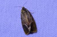 Ptycholoma lecheana