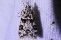 Eudonia delunella