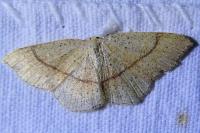 Cyclophora punctaria