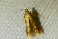 Tineola bisselliella