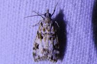 Eudonia delunella
