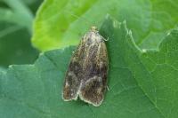 Ptycholoma lecheana