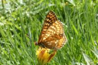 Euphydryas aurinia