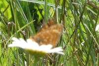 Euphydryas aurinia