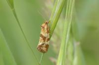 Aethes hartmanniana