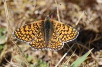 Melitaea cinxia