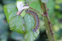 Malacosoma neustria