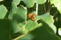 Ptycholoma lecheana