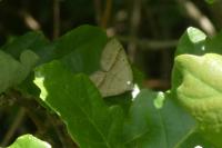 Scotopteryx luridata/mucronata