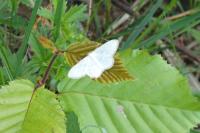 Idaea subsericeata