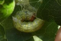Polyploca ridens